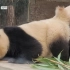 大熊猫福宝 又标记妈妈的脸 然后出现了极度舒适的画面（我先笑为敬 哈哈） 220111