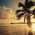 椰子树下的夕阳