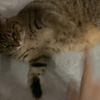 渣猫变脸秀：拍屁股爱妈，转身你是谁