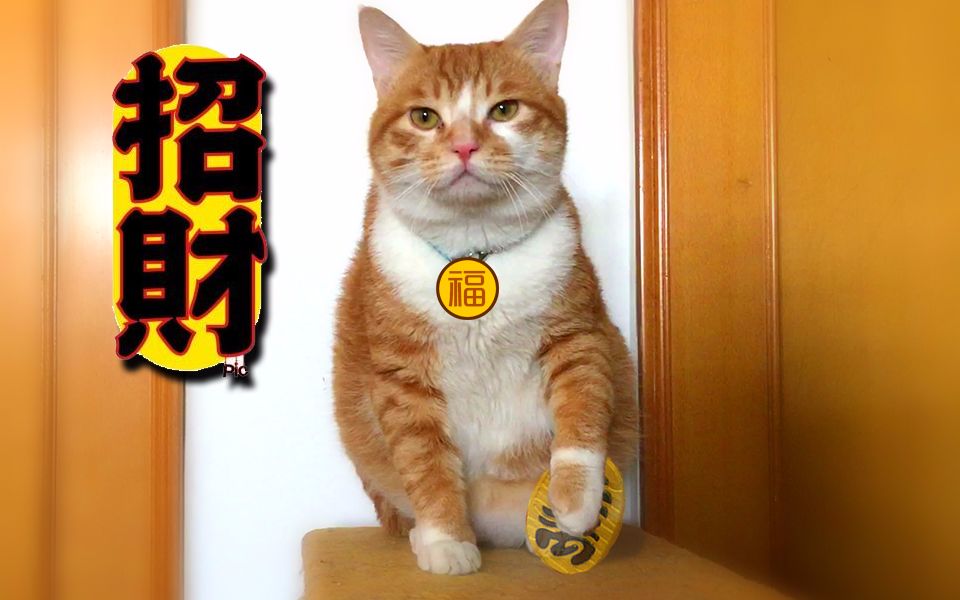 【橘猫六六】你们见过真61招财猫吗?