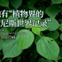 被称为“中国草”，并且有一项“植物界的吉尼斯世界纪录”