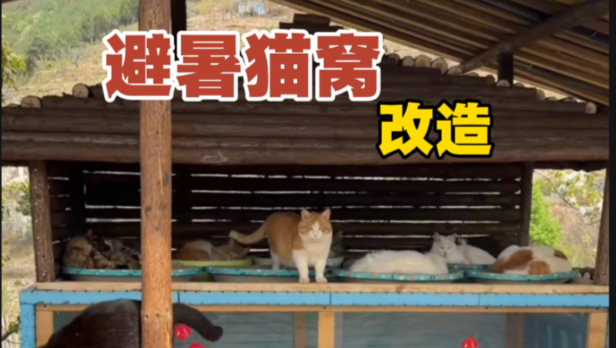 夏季临近，给猫猫们搭个直通餐厅的避暑猫窝。