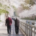 南京新晋赏樱地，鸡鸣寺樱花大道隔壁的樱花大沟-珍珠河