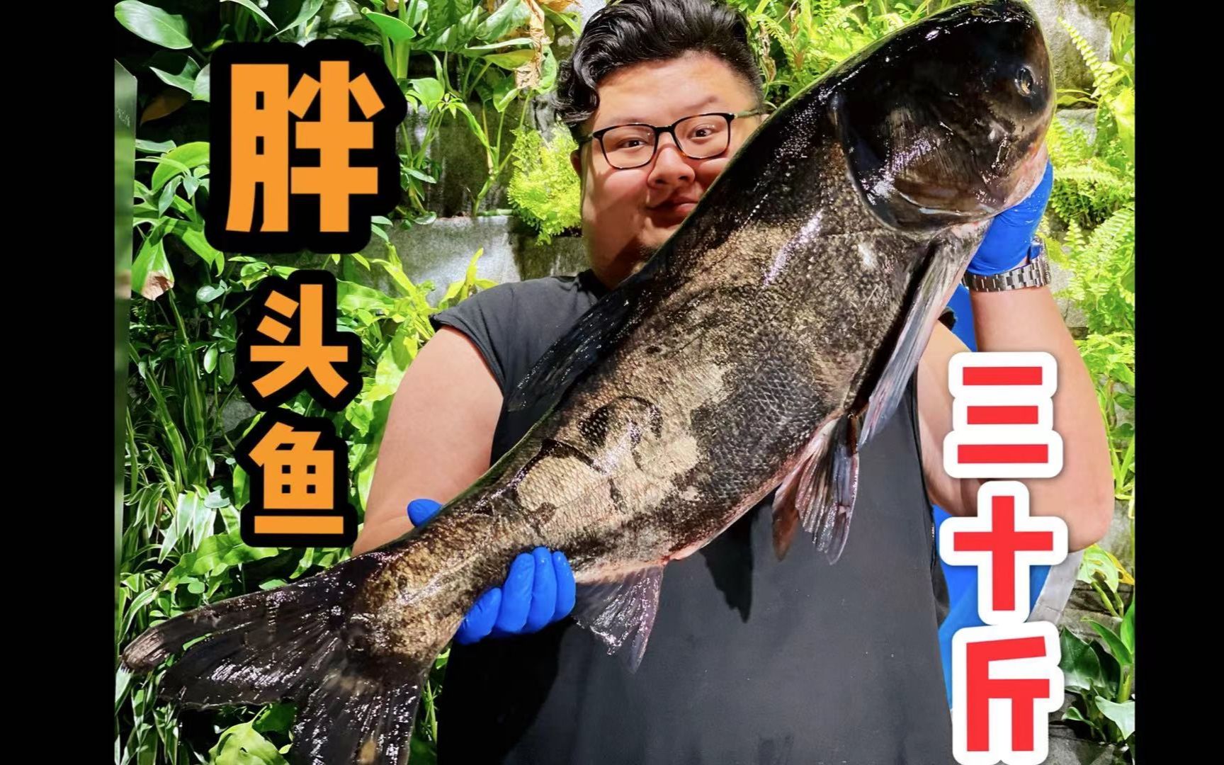 朋友送来一条巨型胖头鱼，居然把刀子都砍坏了！~~~S2110-HA257