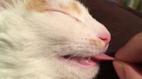 小猫怎么叫的声音很小 dc3c515b368e341cf28d386f76c394ee383f80df.jpg@480w_270h_1c
