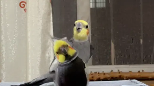 未竟的孝心,梦中鹦鹉与父亲的牵绊 未竟的孝心,梦中鹦鹉与父亲的牵绊