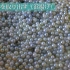 任天真32 珍珠养殖 akoya珍珠贝的奥秘 珍珠诞生的过程 日本珍珠养殖场