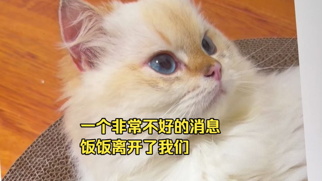 饭饭的离开