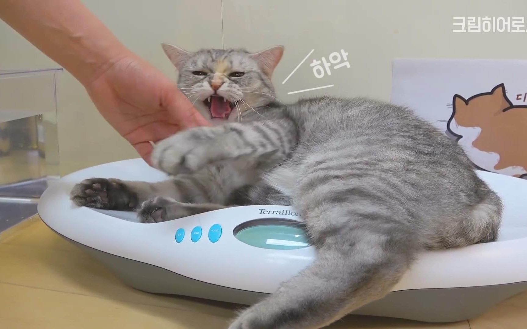 【creamheroes-7只猫和人类】【野生字幕】如何让你的