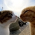 两只猫面对面吵架