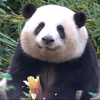 廖奶爸：花花很聪明！自己晓得来吃笋笋！和叶在睡觉！不能打扰等她睡