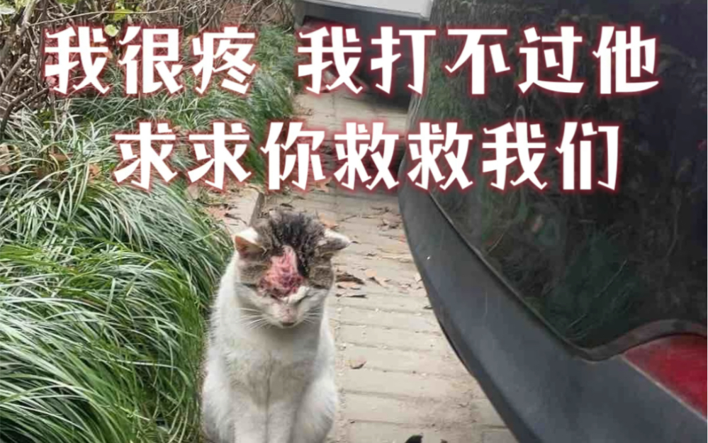 杭州临平复地连城国际住着虐猫变态  已经有很多被烫伤头、尾的流浪猫！！！！！ps 2023年上半年救助团队介入后已对小区流浪猫进行绝育与治疗 放归到特定园区