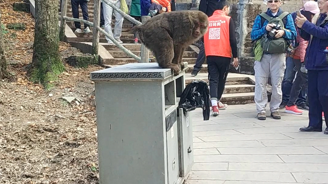 峨眉山闹事猴