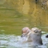 猴子水中互殴，甚至被淹死了