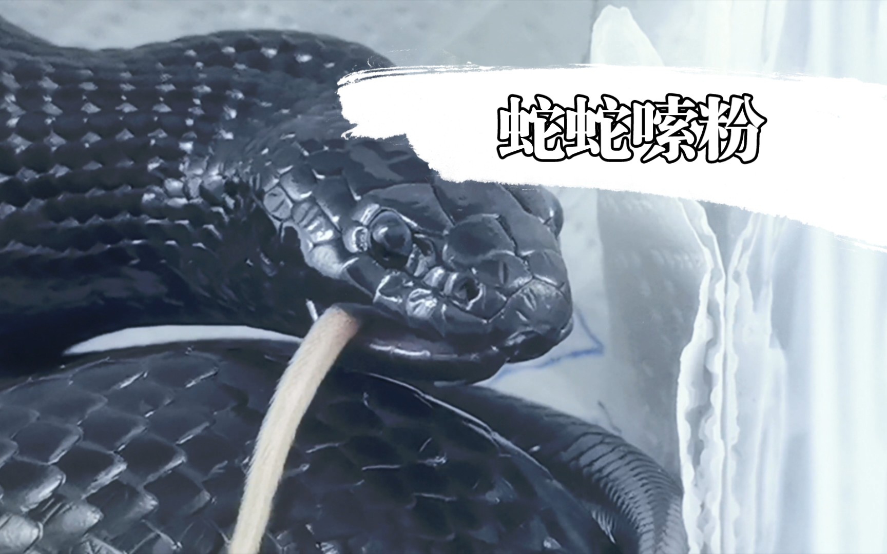 【黑王蛇】【柳墨】蛇蛇嗦粉~