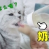 给超过一岁的猫用奶瓶，她还会喝吗？养猫“好物”推荐！