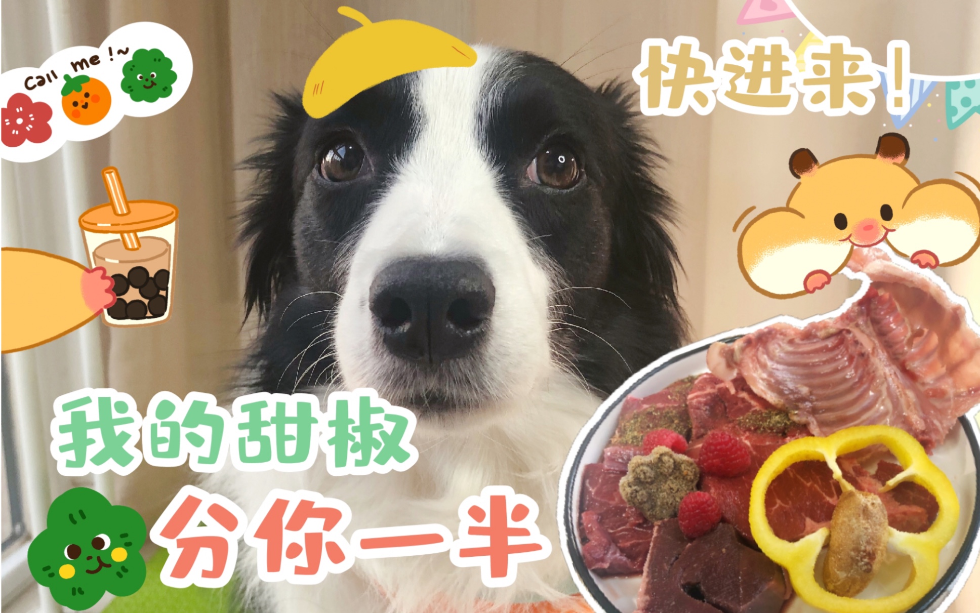 【边牧soga生骨肉吃播】快来帮小狗吃蔬菜！！