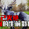 盘点几种已灭绝的珍惜动物：竟然都留下了影像，每一种都让人惊叹