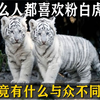 白虎是样形成的？为什么大家如此喜欢白虎，却没人喜欢黑虎