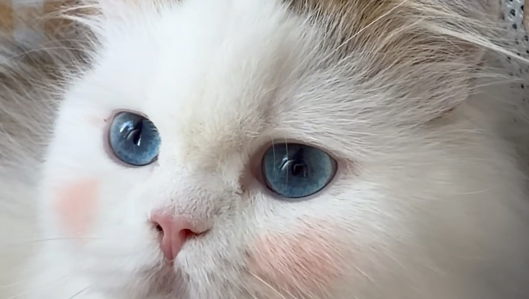 带上厨喵起飞的第n+1次#猫咪#梅西的猫 #萌宠出道计划 #万物可爱计划 #猫咪坐飞机
