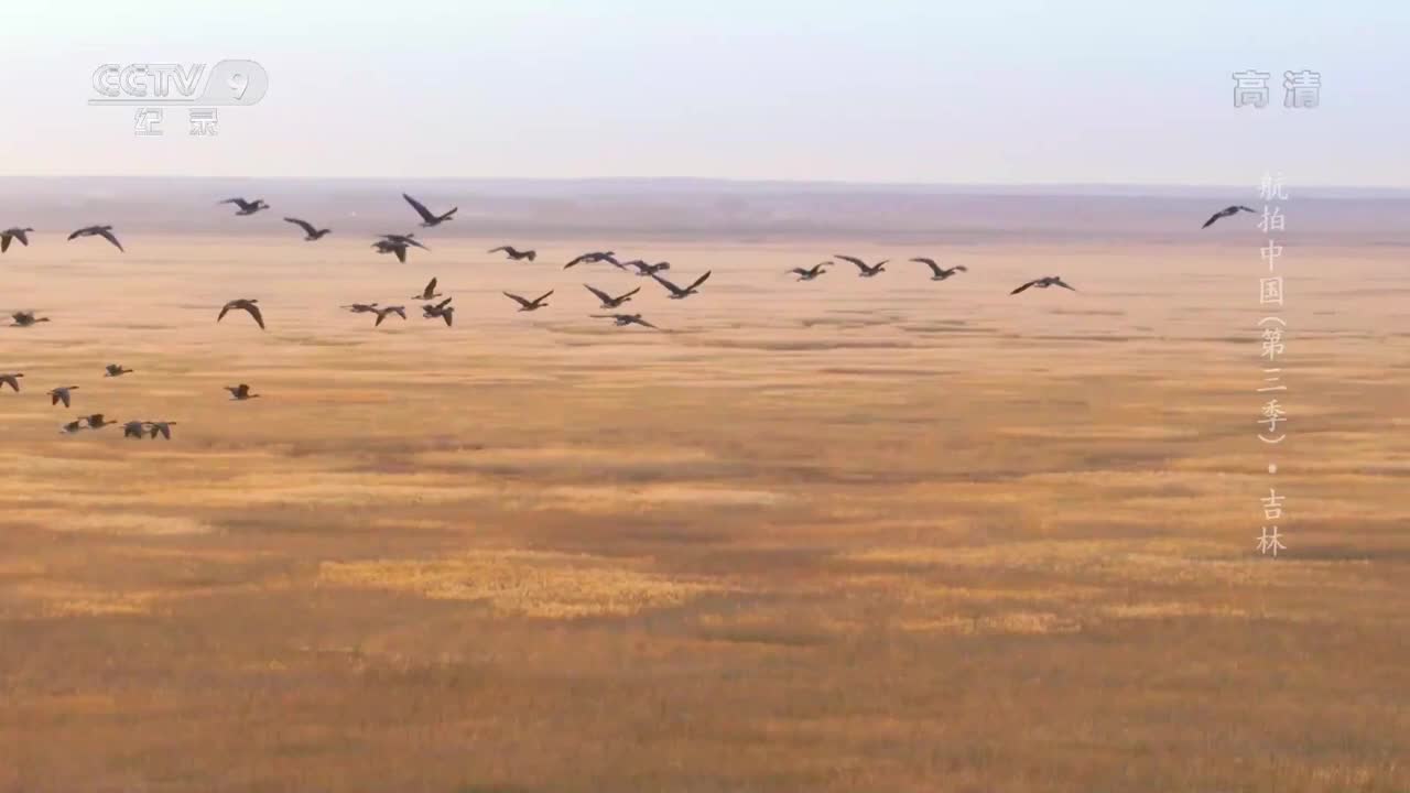 《航拍中国》第三季 第七集：和飞向南方的大雁道声再会_ CCTV纪录