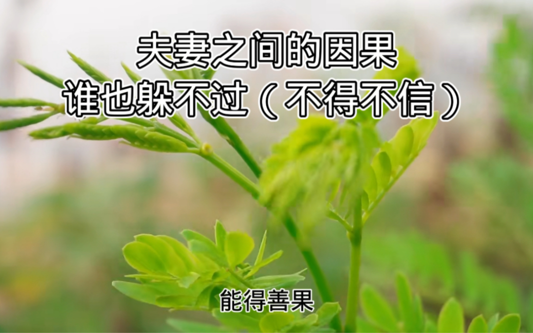 夫妻之间的因果,谁也躲不过(不得不信)
