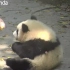 ipanda熊猫视频合集5