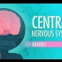 【10分钟速成课：解剖与生理】第11集 - 中枢神经系统