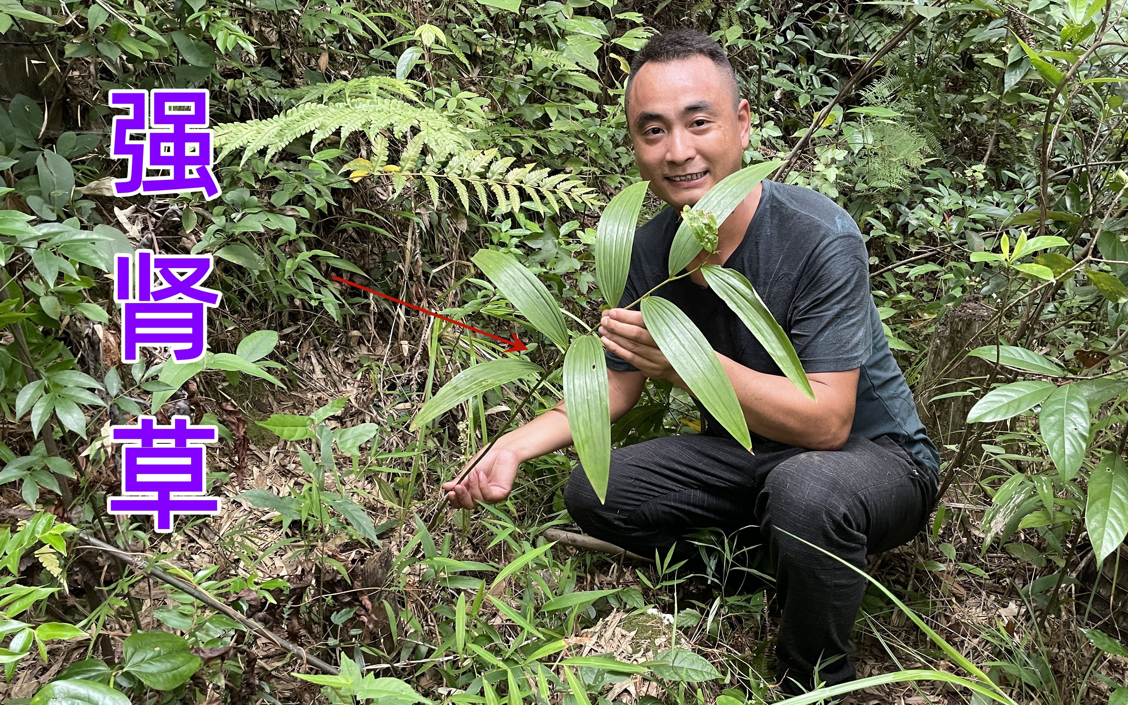 大山中稀少的珍贵植物"强肾草,一斤就能卖500元,你家乡有吗