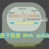 内含子剪接 RNA splicing