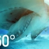 【360°全景VR】与鲨共舞