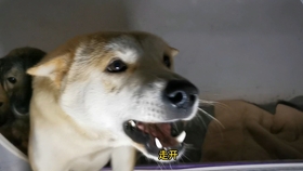 dd6264207818e676a25a4b4bb6137474cdaddb8e.jpg@280w_158h_1c_100q.jpg