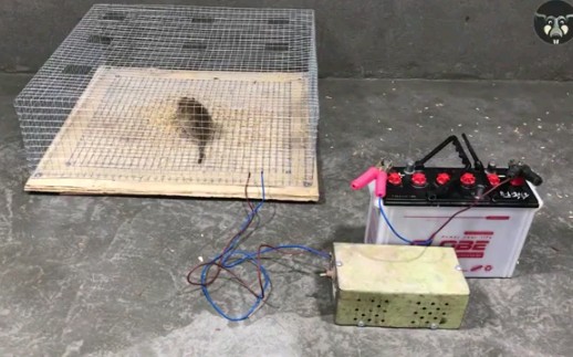 这就是老鼠闯入“雷电法王”家中的下场！分分钟被大佬用高压电制成捕鼠器送入地狱！