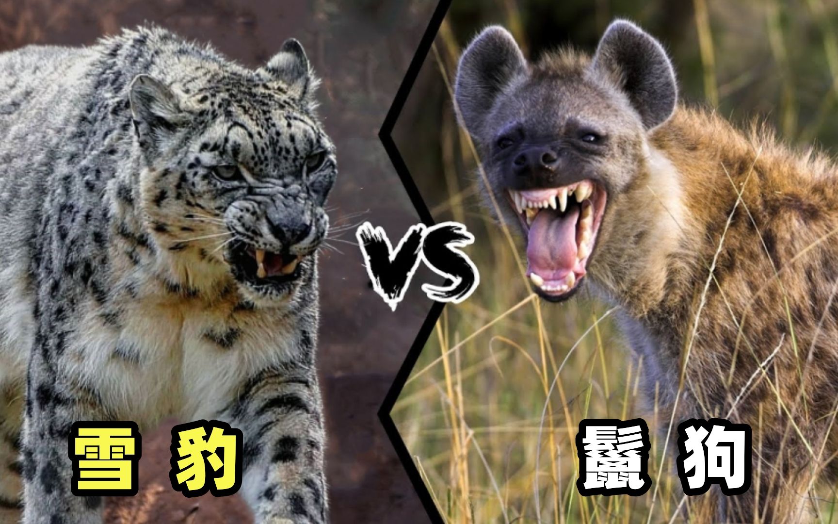 雪豹vs鬣狗，当白色死神遇到掏肛大师，谁会笑到最后呢？
