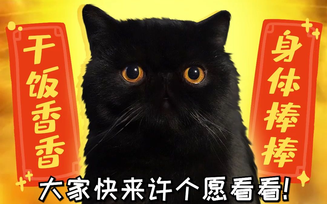 我家黑猫还真是只好运小猫!哔哩哔哩bilibili