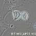 显微镜下的细胞舞蹈（细胞有丝分裂全过程）