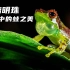 国内蛙类中的颜值天花板！透明的绿色小精灵【4K HDR】