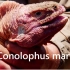 【中文字幕】寻找极其稀少的加拉帕戈斯粉红陆鬣蜥 | Conolophus marthae | BBC Earth（201