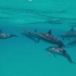 空镜视频素材 海洋大海海豚动物素材分享