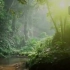 Amazon Rainforest??☘️