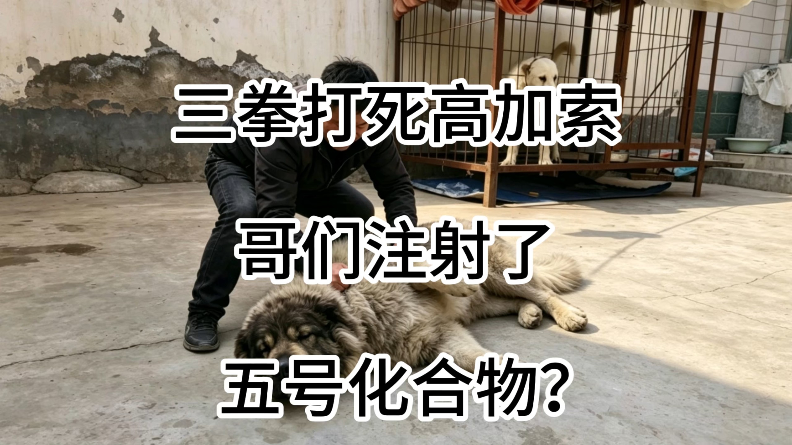 三拳打死高加索犬，哥们注射五号化合物了这是？