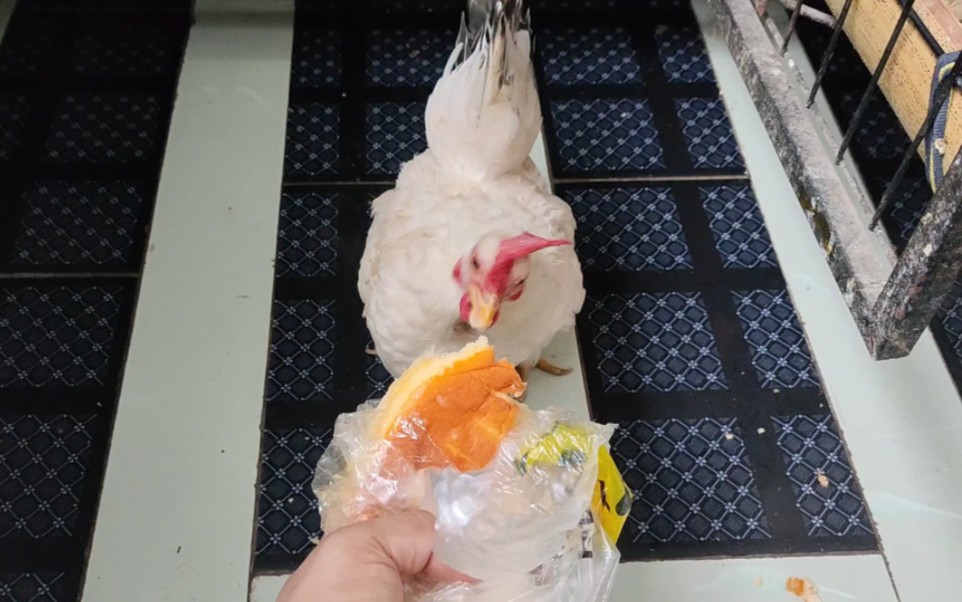 【宠物鸡】咕咕鸡很喜欢吃戚风蛋糕，香甜软糯。