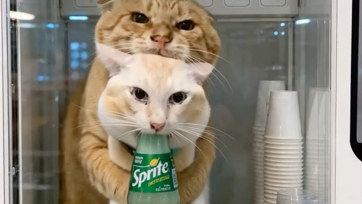 猫儿这个防喷溅