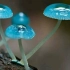 这些五颜六色的小精灵竟然是蘑菇。太好看，太神奇了。