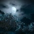【打卡视频】夜晚月亮，花丛，花树素材