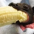 【每日药闻】蝙蝠宝宝想一口吞下香蕉 @柚子木字幕组