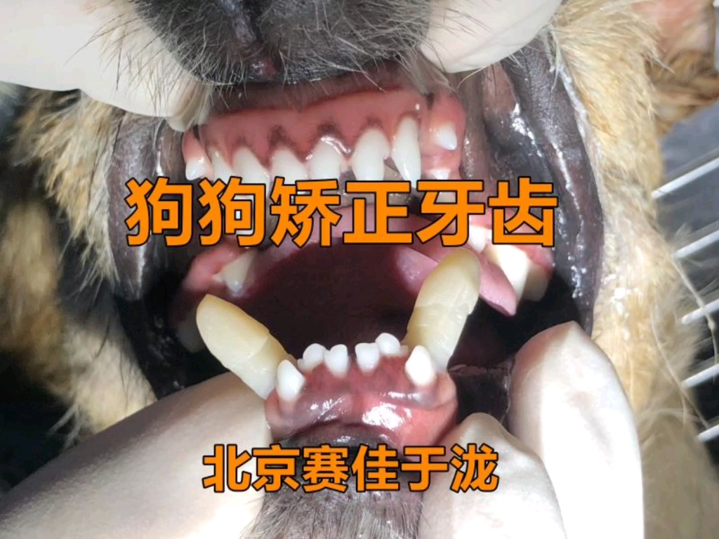 爱狗主人看了都会转，最全面的狗护牙方法_牙齿