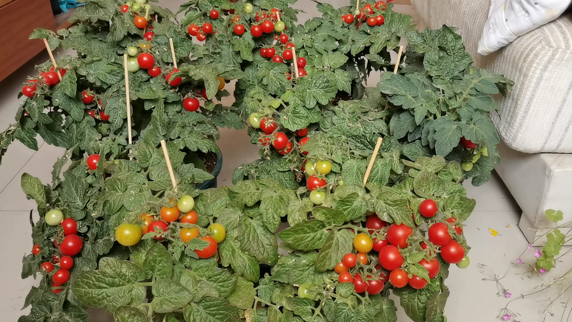 矮生番茄种植教程（丰收啦）