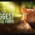 【纪录片】最大的小小农场 1080P中英文双语字幕 The Biggest Little Farm