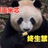 游客向大熊猫投掷玉米芯，熊猫谷通报：终生禁入！